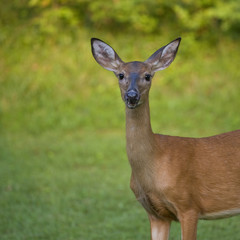 something no her nose