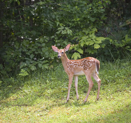 young whitetail in spots