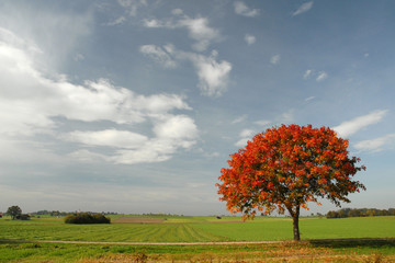Naklejka na ściany i meble Roter Baum im Herbst