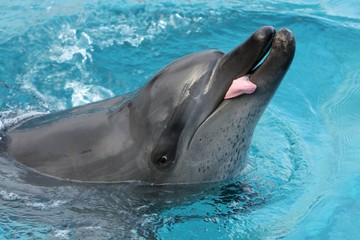 Obraz premium Dolphin and Tongue