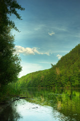 Picturesque forest and the river