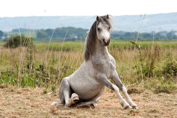 Grey gelding arises from a roll