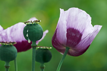 opium poppy, cut