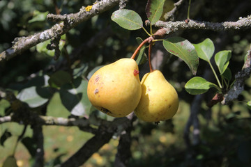 poires dans l'arbre
