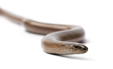 Obraz premium front view of a slowworm - Anguis fragilis