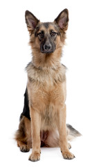 german shepherd dog sitting and facing at the camera