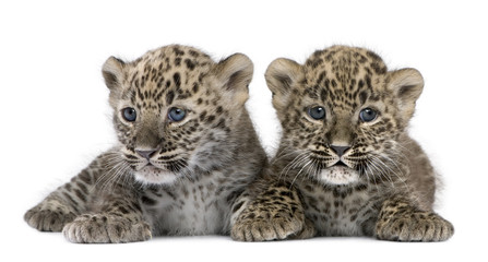Naklejka premium Perski leopard Cub (6 tygodni)