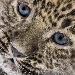Naklejka premium Close-up on a Persian leopard Cub (6 weeks)