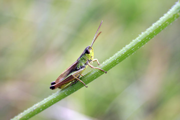 Criquet dans l'herbe