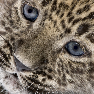 Close-up on a  Persian leopard Cub (6 weeks)