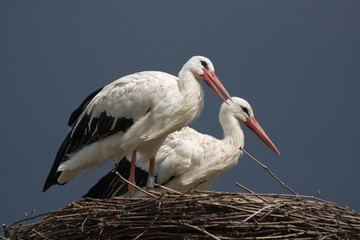 zwei Störche im Nest