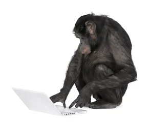 Papier Peint photo autocollant Singe Monkey playing with a laptop
