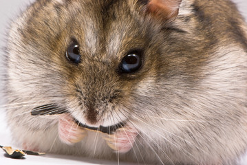 Dwarf hamster eating sunflower seed