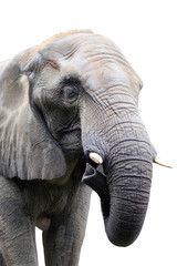 head of elephant on white background