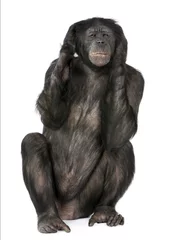 Papier Peint photo autocollant Singe Hear no Evil monkey