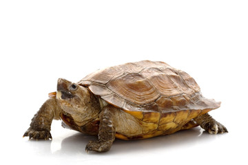 Sulawesi forest turtle