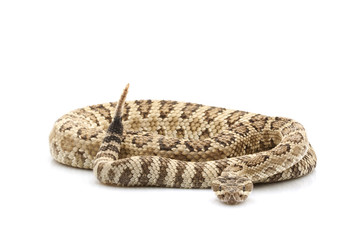 Naklejka premium Great Basin Rattlesnake