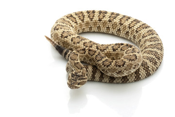 Fototapeta premium Great Basin Rattlesnake