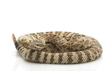 Fototapeta premium Great Basin Rattlesnake