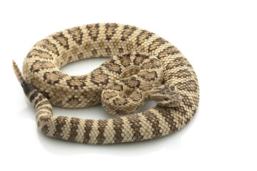 Fototapeta premium Great Basin Rattlesnake