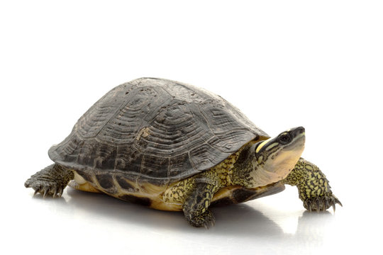 Maracaibo Wood Turtle