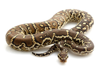 Naklejka premium Angolan python