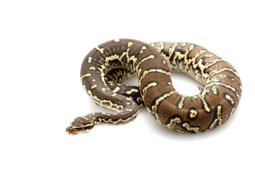 Angolan python