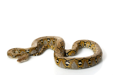 Reticulated Python