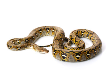Reticulated Python