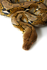 Reticulated Python