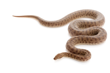 Stimson¡¯s Python