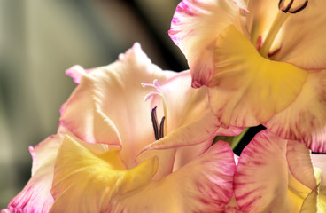 Gladiolus