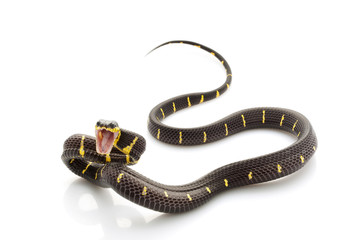 Fototapeta premium Mangrove Snake
