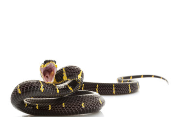 Fototapeta premium Mangrove Snake