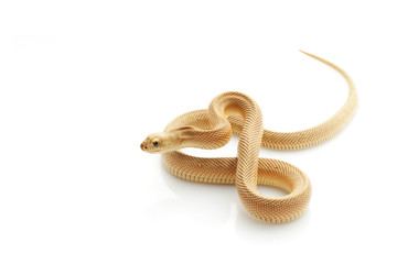 Patternless Southern Pine Snake