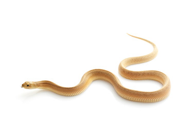 Patternless Southern Pine Snake