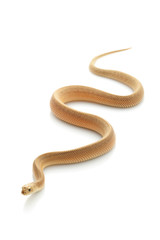 Patternless Southern Pine Snake