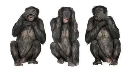 Papier Peint photo Lavable Singe Trois Singes Sages : Chimpanzé - Simia troglodytes (20 ans