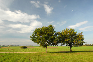 Fototapeta na wymiar Zwei Bäume