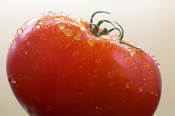 frische tomate