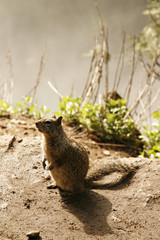 Squarrel and mist of waterfall.Yosemite