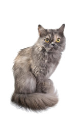 Obraz premium Lady-cat home-zoon