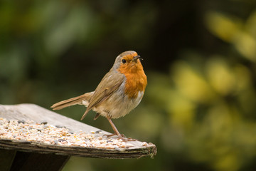 Robin 2