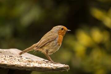 Robin 1