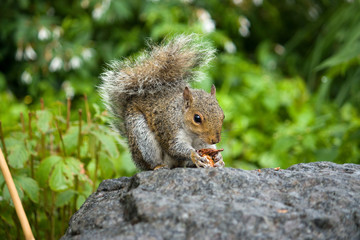 Squirrel 2