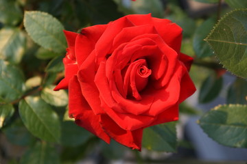 Rote Rosen