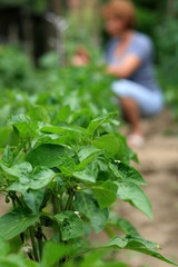 garden scene - everyday work on the farm