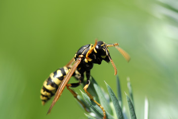wasp