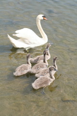 Family of swans