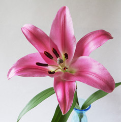 Fototapeta na wymiar pink tiger lily (bot.: lilium martagon) in a glass vase